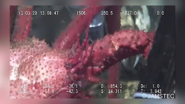 9 Strange Deep Ocean Creatures Found by Japan's ROVs № 9 🇯🇵 смотреть онлайн