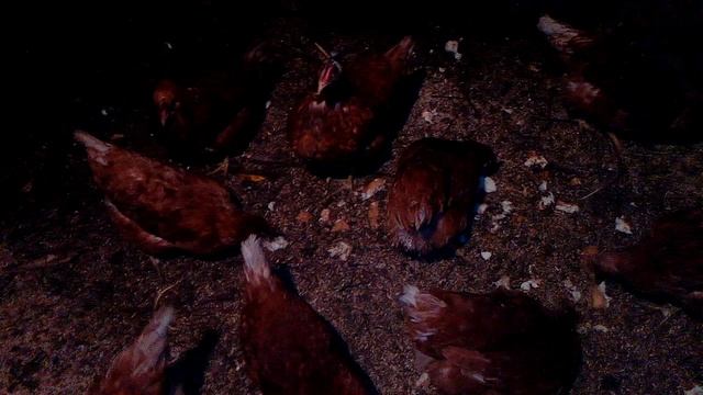 Куры-несушки. Можно ли им давать хлеб? смотреть онлайн