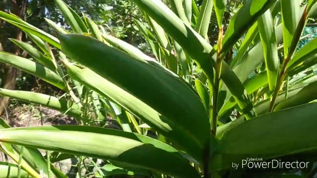 Что же это за растение? Как называется кактус? смотреть онлайн