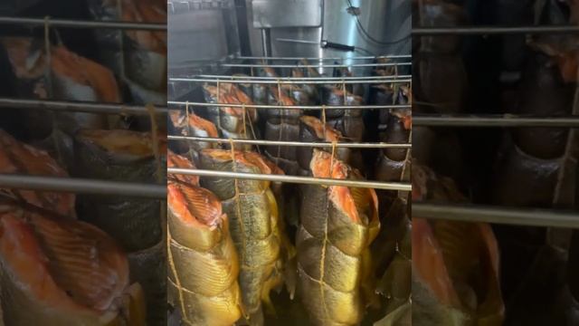 Зоология для Всех