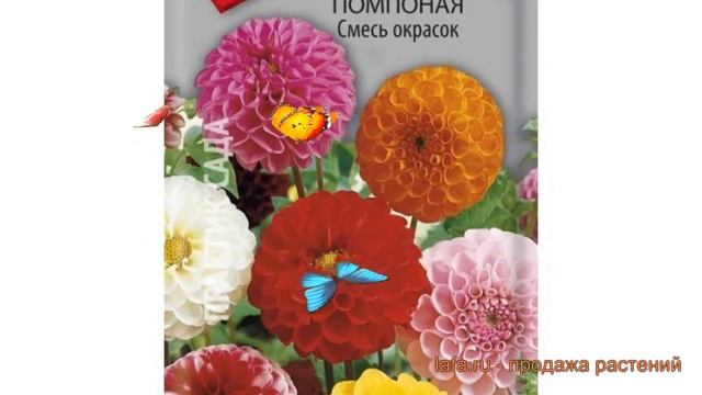 Георгина помпонная Помпонная Смесь окрасок ? обзор: как сажать, семена георгины смотреть онлайн