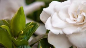 Капризная ГАРДЕНИЯ – секреты и тонкости ухода в домашних условиях.