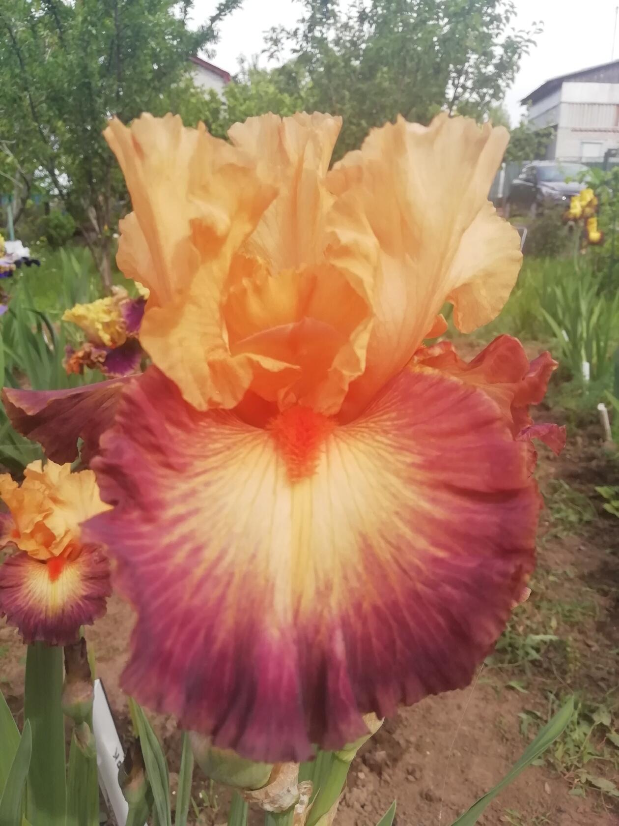 ПОСЫЛКА от частного продавца. ИРИСЫ.  ЗАКАЗ лето  #ирисы #обзорпосылоксцветами  #заказ #лето