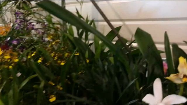Orchid exhibition Paris Выставка орхидей Париж 2018 смотреть онлайн