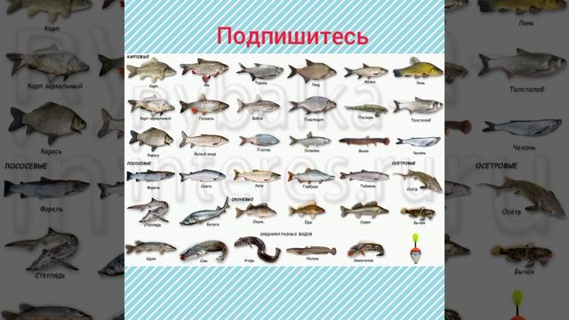 Самые распространенные пресноводные рыбы смотреть онлайн