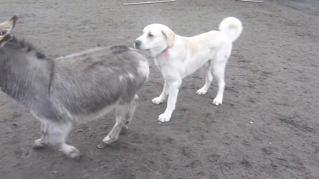 CAO Dog Alabai donkey mini horse playing.MTS смотреть онлайн