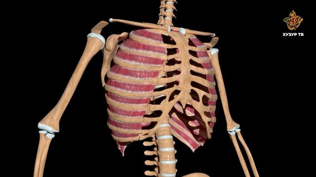 07 Чудеса сотворения | Чихаем, чтобы защитить себя смотреть онлайн