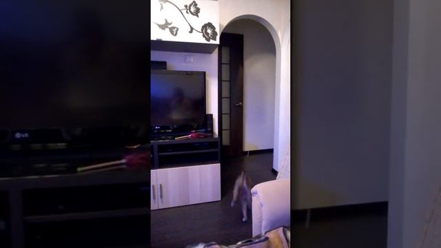 "Принеси бумажку" - любимая игра. смотреть онлайн