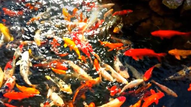 AĞ EV ŞÜVƏLANDA - SATILIR !!! /Продается Белый Дом в Баку / bina az/emlak az/heyet evleri/bag evi смотреть онлайн