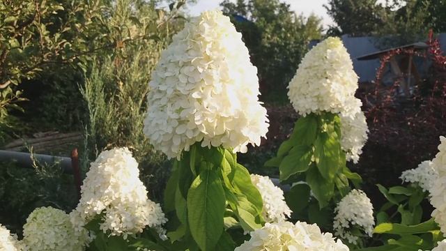 Метельчатая гортензия Лайм Лайт 4 .08. 2018 смотреть онлайн