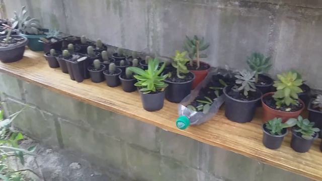 Suculentas cactos e outras em geral смотреть онлайн