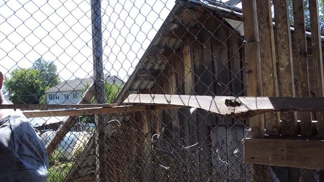 Голуби Брянской области.(Дмитрия) смотреть онлайн