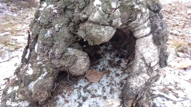 Кто здесь живёт? смотреть онлайн