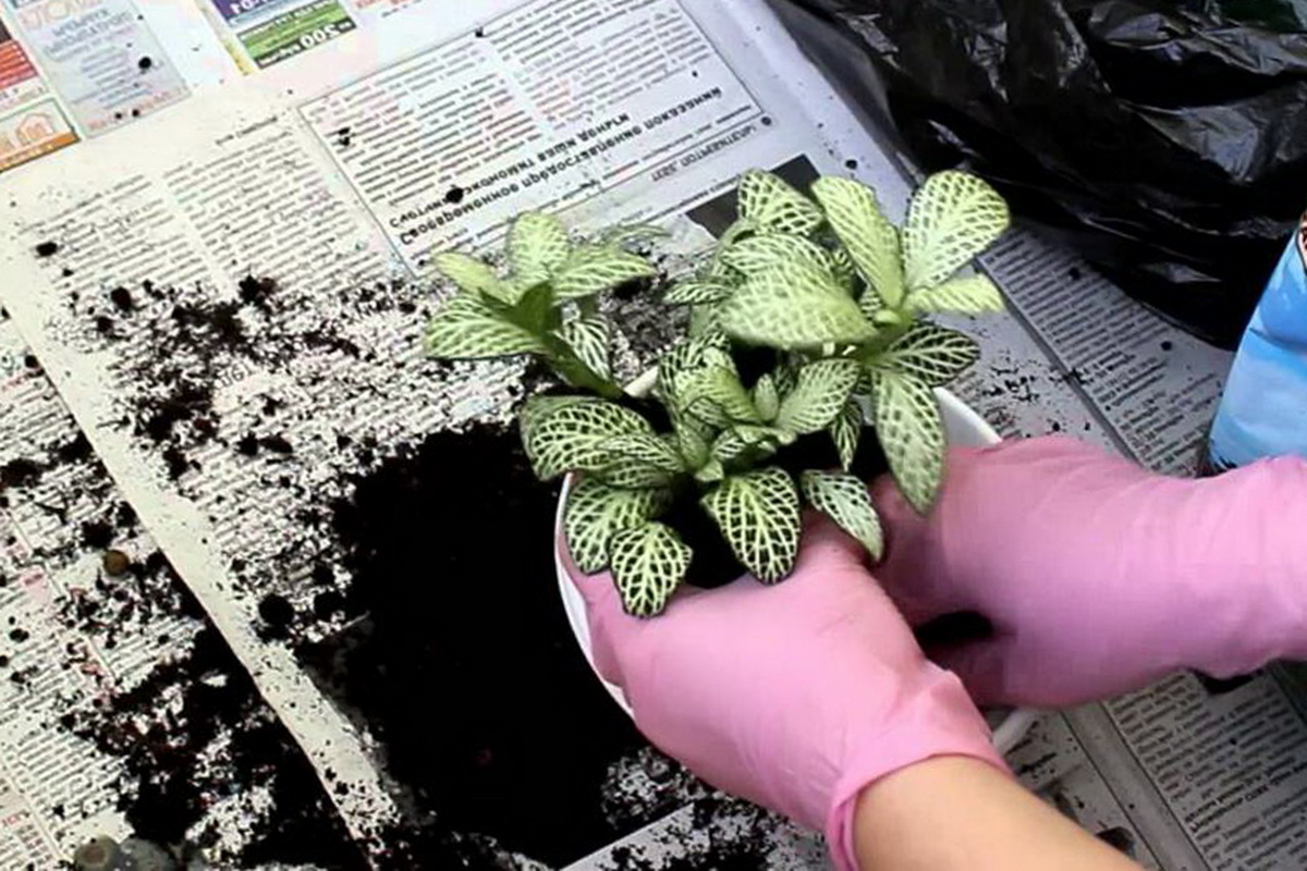 Пересадка фиттонии: как правильно пересадить цветок в домашних условиях, в том числе после покупки смотреть онлайн
