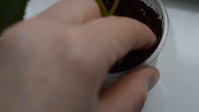 Перелив рассады. Как избежать? смотреть онлайн