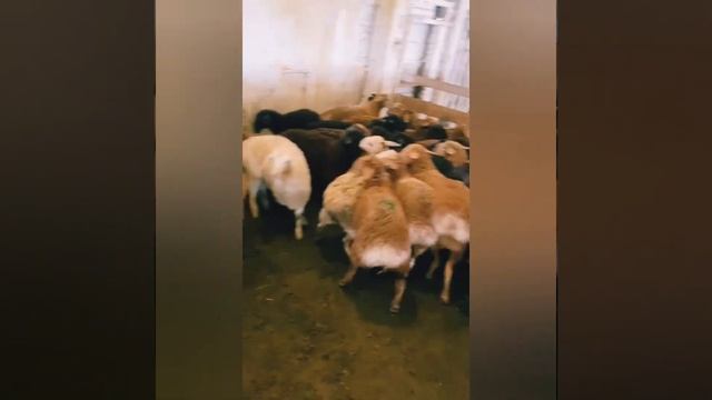 с праздником Курбан байрам !принимаем заказ на живых бычок и баранов смотреть онлайн