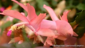 ЕСЛИ У ДЕКАБРИСТА ПОКРАСНЕЛИ ЛИСТЬЯ ЧТО ДЕЛАТЬ? ПРИЧИНЫ ПОКРАСНЕНИЯ ЛИСТЬЕВ ШЛЮМБЕРГЕРЫ