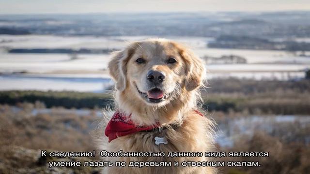 Собака которая не лает: порода молчаливых псов смотреть онлайн