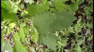 Лебеда : необыкновенно полезные свойства