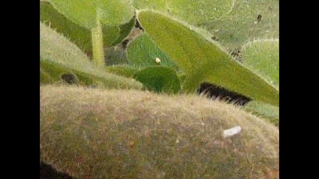 Fotos FujiS2980 primeiras fotos 2 смотреть онлайн