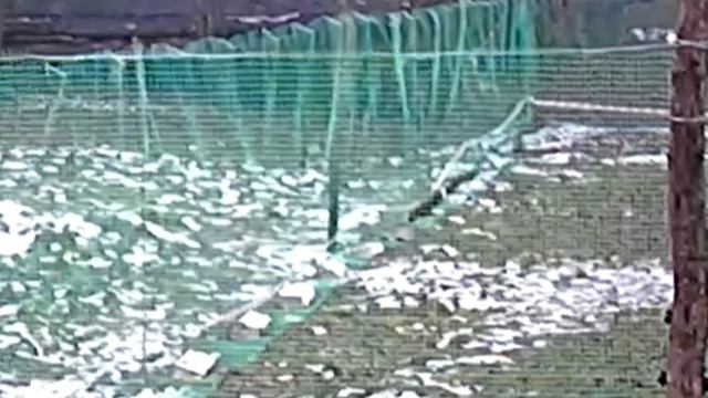 РАСКРЫТА ТАЙНА ПОРВАНОЙ СЕТКИ смотреть онлайн