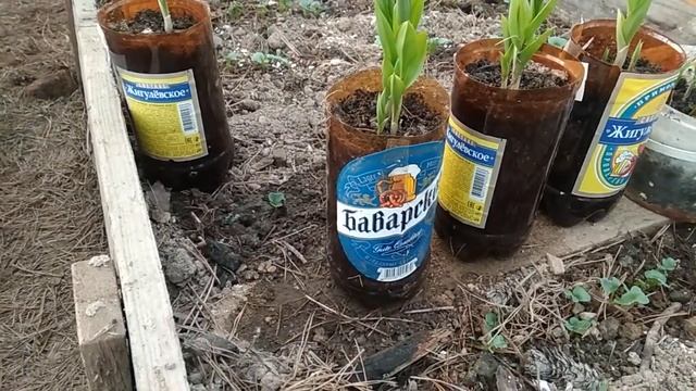 18 апреля, что растёт в не отапливаемой теплице. смотреть онлайн