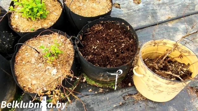 Голубика. Весенние потери(. Belklubnika.by смотреть онлайн