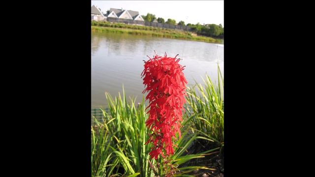 Lobelia cardinalis смотреть онлайн