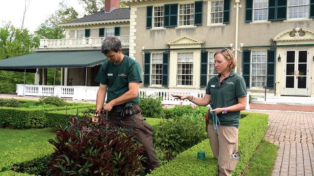 The Hildene Star: Our Method for Staking Peony Plants смотреть онлайн