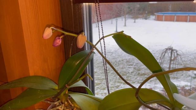 Что расцвело на даче.) смотреть онлайн