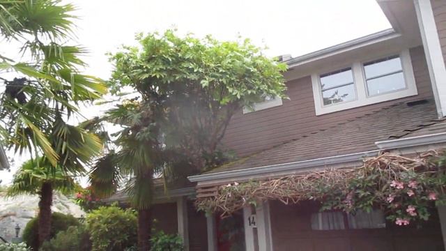 Tropical Looking Fatsia Trees In The North