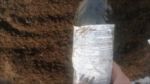 85. КАК ПОСЕЯТЬ. ПЕКИНСКАЯ КАПУСТА "ЧА ЧА".