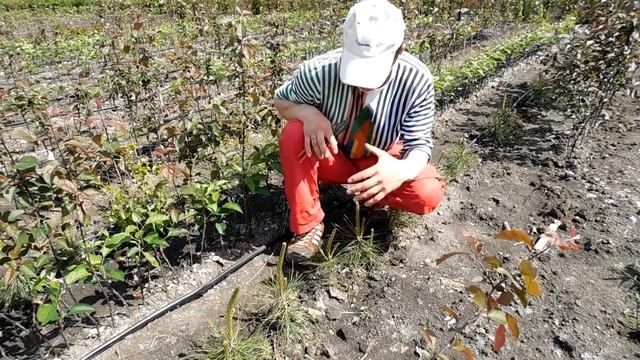 Садовый бонсай НИВАКИ из СОСНЫ Крымской смотреть онлайн