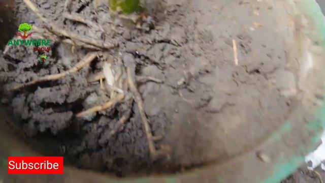 Aglaonema Plant Baby Delivery! | With dividing method смотреть онлайн