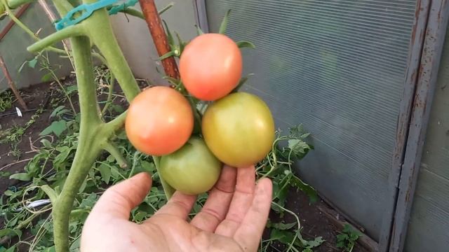 Томат ДЕ БАРАО ЦАРСКИЙ, правда дает царский урожай вкусных томатов, считается лучшим из ДЕ БАРАО смотреть онлайн