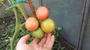 Томат ДЕ БАРАО ЦАРСКИЙ, правда дает царский урожай вкусных томатов, считается лучшим из ДЕ БАРАО