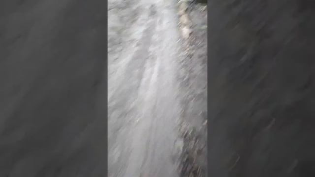 Одесские чайки орудуют, как тракторы смотреть онлайн