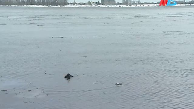 Давайте жить дружно (12 февраля 2018 года) смотреть онлайн