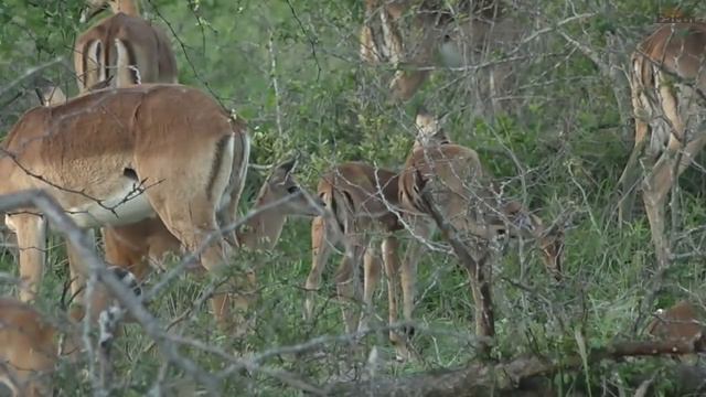 WildEarth - Sunrise Safari - December 18, 2019 - Part 1 смотреть онлайн