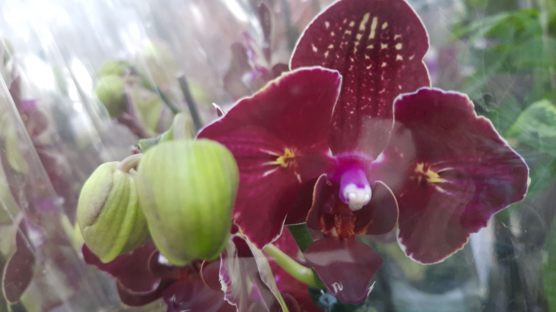 СКИДКИ НА ОРХИДЕИ В "РОСТК Е" // 10.06 24// смотреть онлайн