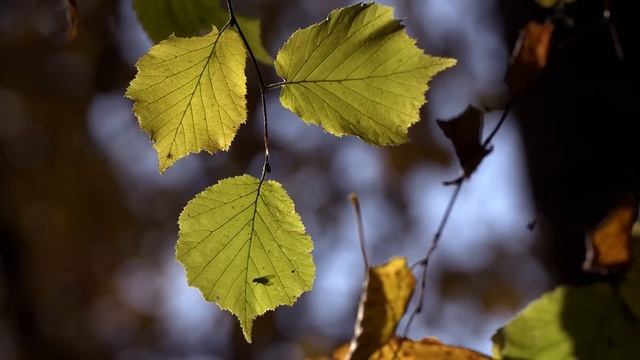 Exploring The Splendid Lives Of Fall Wildlife | Autumn - World of Colours | Real Wild смотреть онлайн