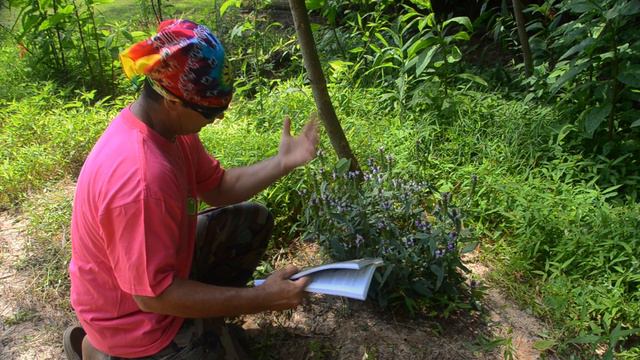 Prunella vulgaris-self heal medicinal plant смотреть онлайн