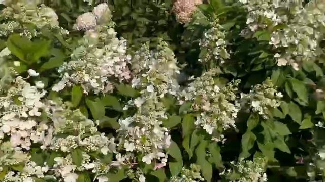 Гортензия Даймонд Руж, Пинки Винки
Https://sadovod.net/gortenziya-metelchataya-daymond-ruzh/?sku=786