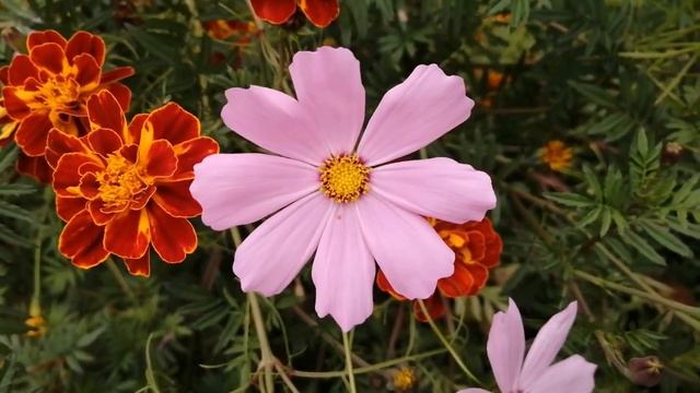 Спасибо Игорьку! Проскурякову опозорили после новости Королёва... смотреть онлайн