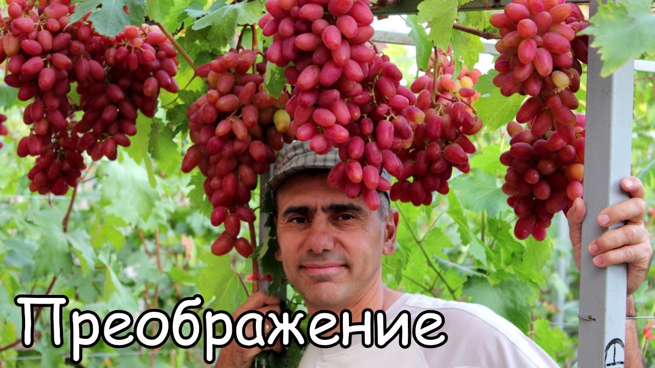 Виноград Преображение.mp4