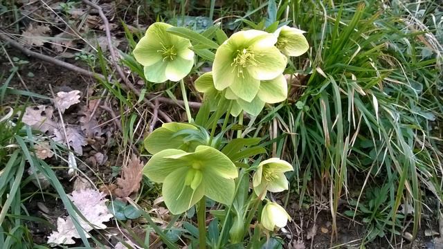 Top Ten Early Spring Flowers 2016 смотреть онлайн