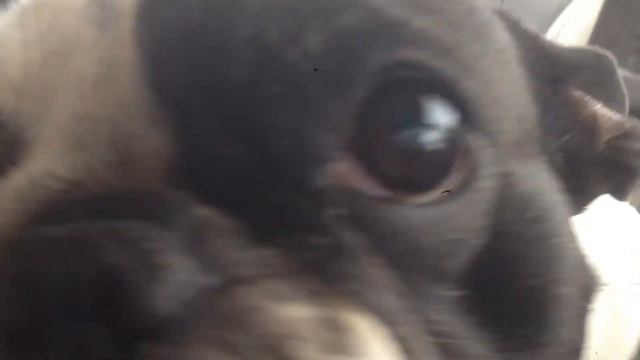 ПОТЕШКА. ДОЛЕЧКА. СТИХИ ДЛЯ МАЛЫШЕЙ. ПОТЕШКИ. Короткие стишки для самых маленьких. смотреть онлайн