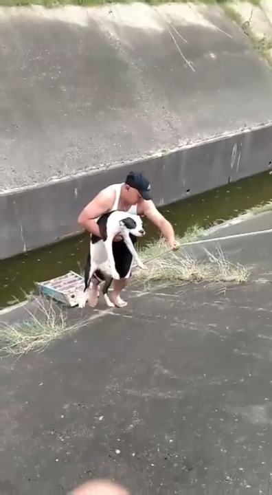 Спасение собак смотреть онлайн