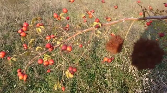 Шиповник Для Чего Полезно смотреть онлайн
