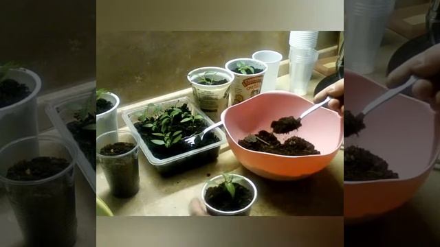 Как пикировать рассаду/В какие емкости пикировать/Все о пикировке смотреть онлайн